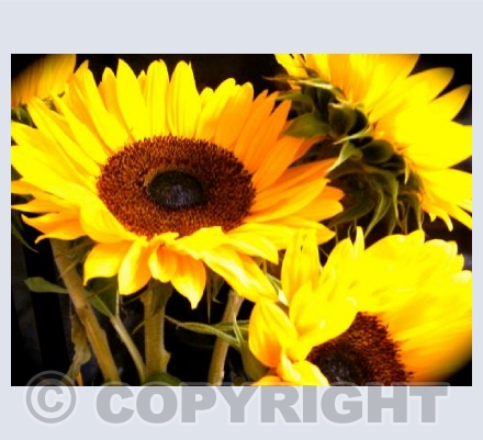 Sunflowers