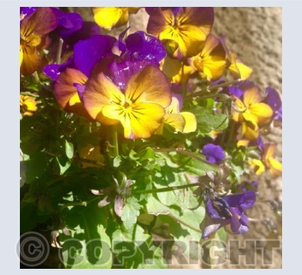 Viola