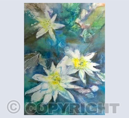 Waterlillies