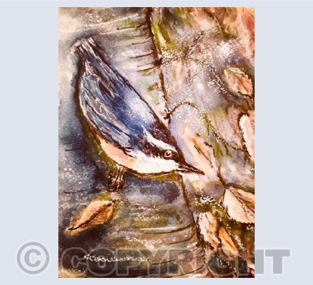 Nuthatch