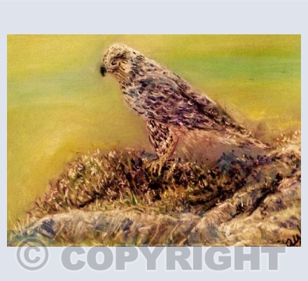 Falcon