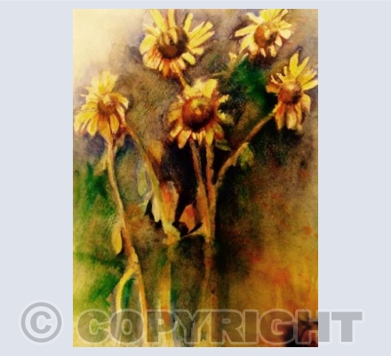 Sunflowers