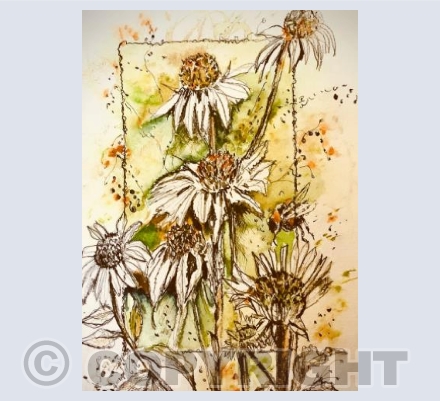 Echinacea 
