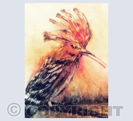Hoopoe