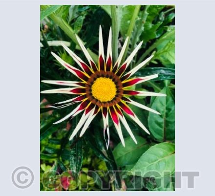 Sunburst 