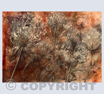 Wild Carrot