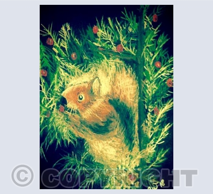 Red Squirrel 