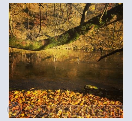 Autumn gold
