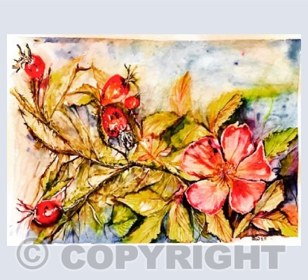 Rose and Hips