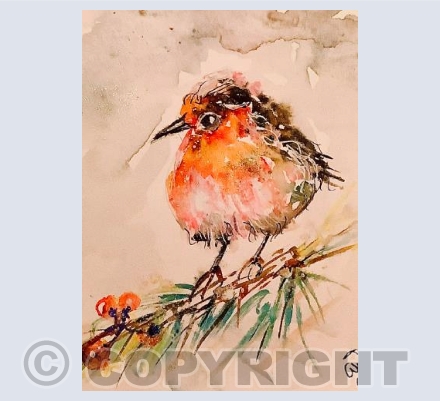 Ragged Robin 