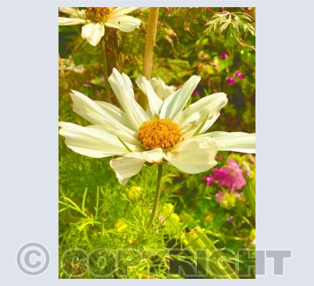 White cosmos 