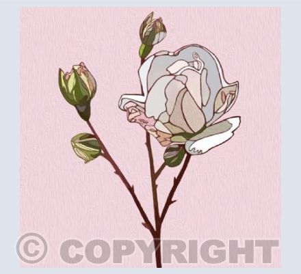 'Just A Simple Rose'