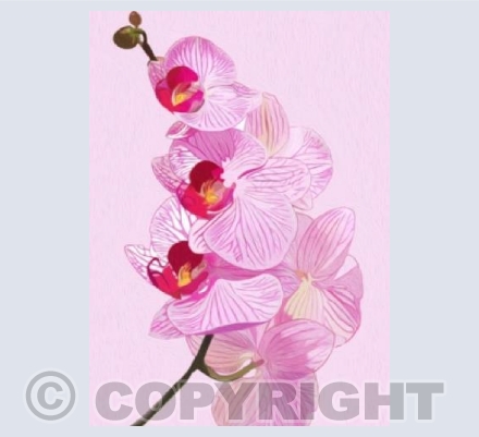 'Pink Orchid'