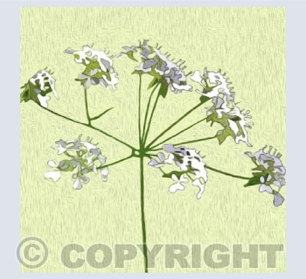 'My Favourite Parsley'