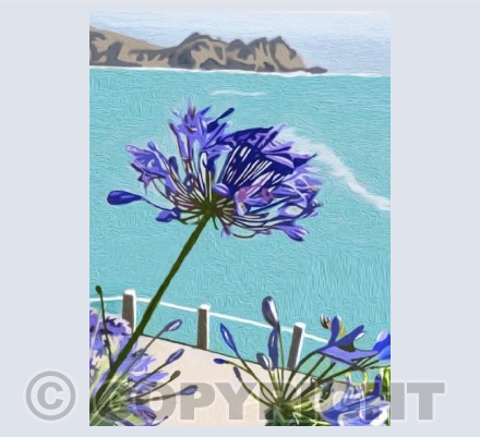 'Agapanthus On The Cornish Coast'
