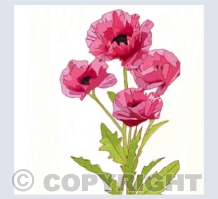 ‘Wild Poppies’