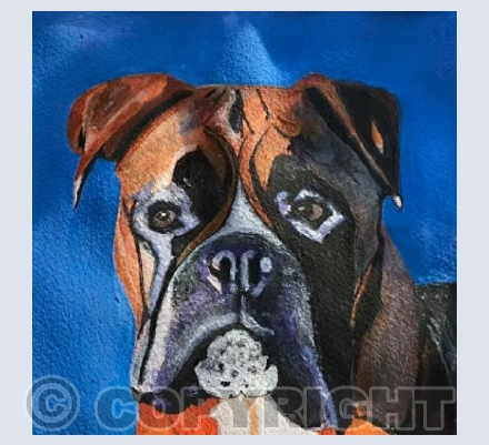 ‘Bruno the Boxer’