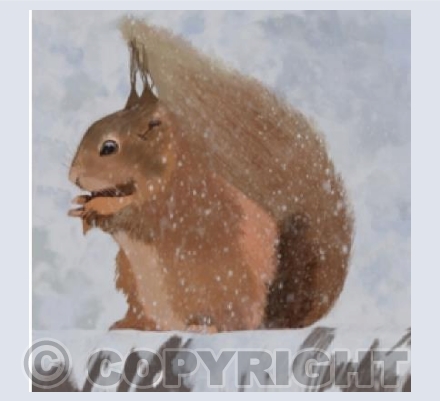 Quirrel (the winter) Squirrel