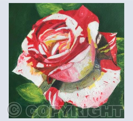 'China Rose'