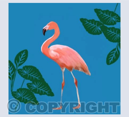 'Pretty Flamingo'