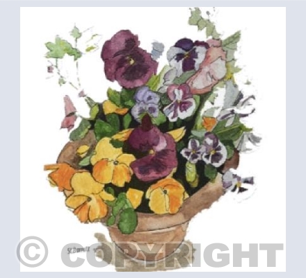 'My Little Pot Of Pansies'