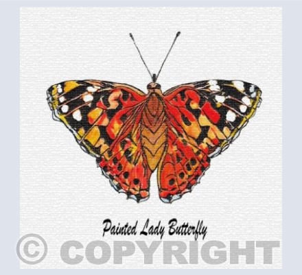 'Painted Lady Butterfly'