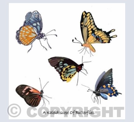 'A Kaleidoscope Of Butterflies'