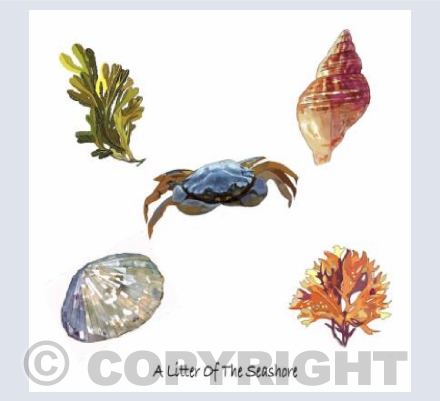 'A Litter Of The Seashore'