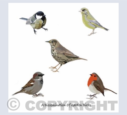 'A Dissemination Of Garden Birds'