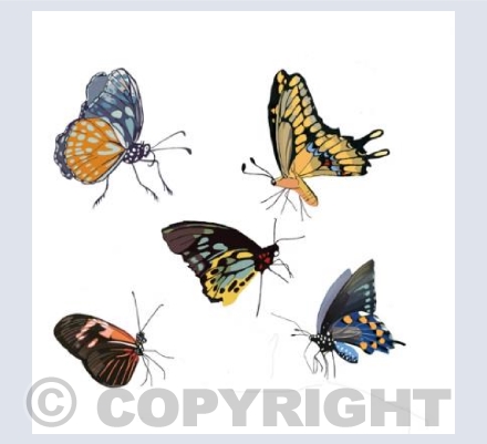 ‘A Kaleidoscope Of Butterflies’