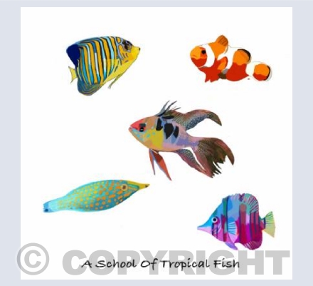 'A School Of Tropical Fish'
