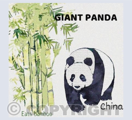 'Giant Panda'