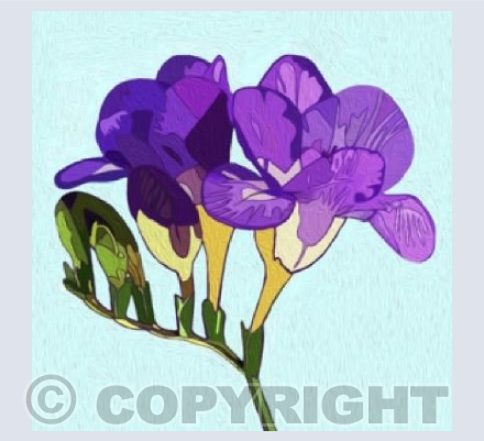 'Purple Freesia'