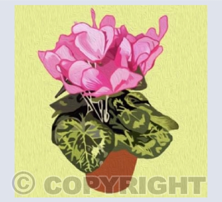'Pink Cyclamen In A Pot'