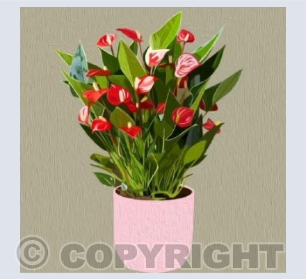 'Little Pot Of Anthuriums'