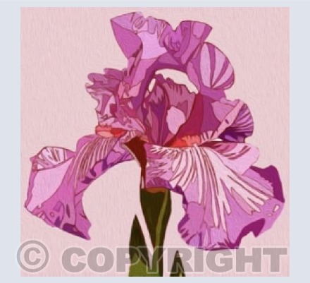 'Pink Iris'