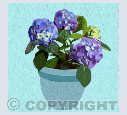 'A Little Pot Of Hydrangea'
