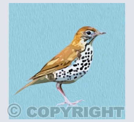 'Texturised Thrush'