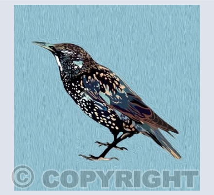 'Texturised Starling'