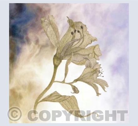 'Golden Papery Lilies'