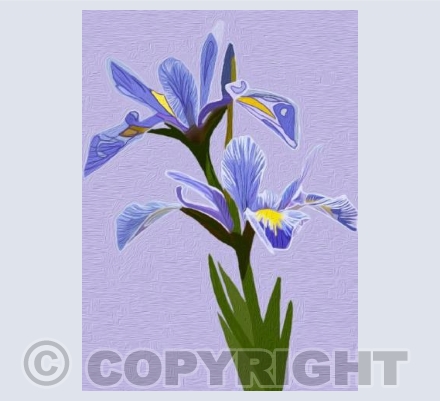 'Purple Iris'
