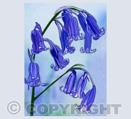 'The Beauty Of The Bluebell'