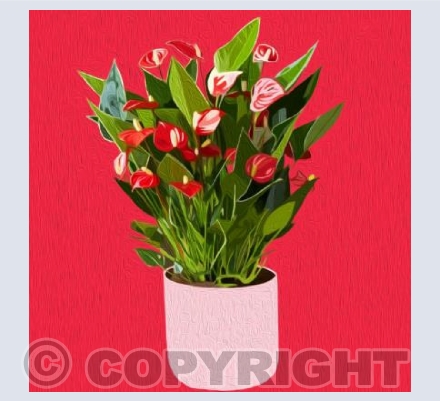 'Pot Of Antirrhinums'