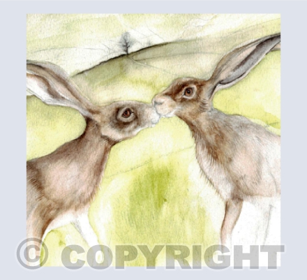MEADOW HARES