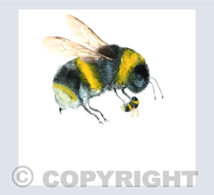 MOTHER & BABY BEE (a babee!)