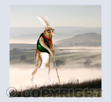 'Cosmo' in the land of Owain Glyndwr, Nr Llanidloes, Mid-Wales