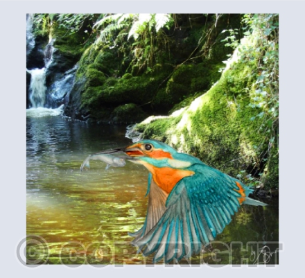 'The Fisher King'  Hafren Forest, Nr Llanidloes, Mid-Wales