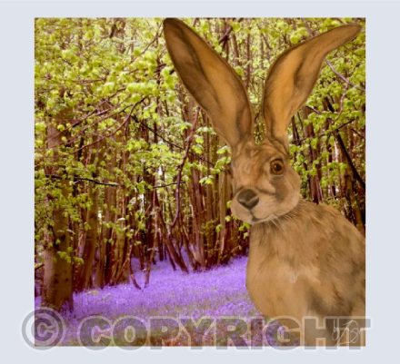 'Melangell's Hare' Belan Woods, Nr Llanidloes Mid-Wales