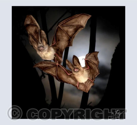 'Brown Long-Eared Bats'  Old Chapel Farm, Mid-Wales