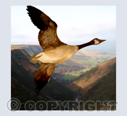 'Wild Goose' Dylife, Mid-Wales